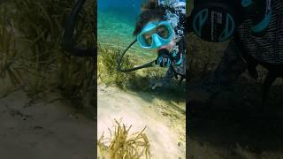 Ocean VS freshwater scuba diving comparison  #scubadiving #divetravel #floridasprings