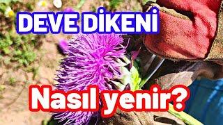 Faydaları saymakla bitmez soy soy ye deve dikeni nasıl yenir?