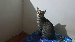 suara kucing jantan minta kawin #kucingkawin #kucingjantan ##kucing