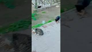 #short #shorts #shortvideo #shortsvideo #cat #catlover #catvideos #kediler #türkiye #antalya #animal