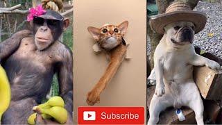 Funny Animal Compilation - Try Not to Laugh Challenge #1