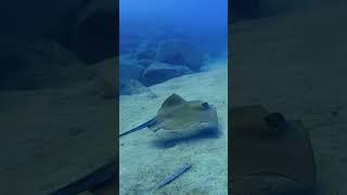 Common stingray Dasyatis pastinaca  #tenerife #diving #ocean #marinelife