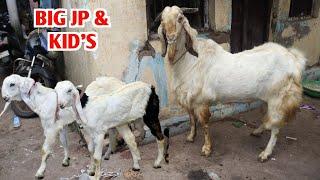 Big Jamnapari & Kota Malwa Ke Kid’s At Al Haris Goat Farm