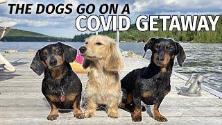 Ep#5 The Dogs Go to the Cottage for a COVID GETAWAY