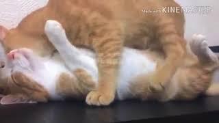 Kucing Kawin Mating cats season 2021 kucing Meong