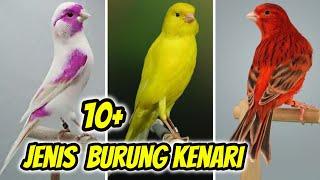 11 Type of Canary Bird Varieties With Info & Price