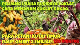 PELUANG USAHA BUDIDAYA COKLAT CARA MENANAM COKLAT KAKAO PARA PETANI KUTAI TIMUR RAUP OMSET21MILIAR