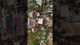 Central Park Christmas Tree Pet Memorial #nyc #centralpark