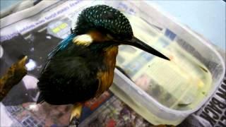 A Kingfisher rescued featuring feeding and release