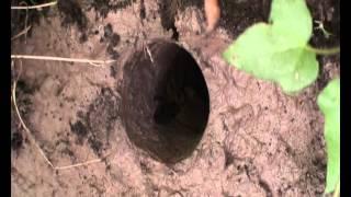 KINGFISHER NEST SITE CONSTRUCTION