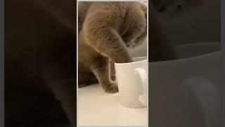 Funny cat  funny reaction  golu boy