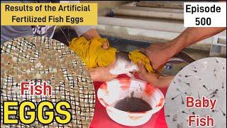 FOR REAL?  How FISH UNWRAPS from Eggs to Form FISH after FERTILIZATION