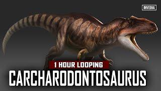 Carcharodontosaurus -Teman Tidur 1 Hour Looping #dinosaurs #hewanpurba