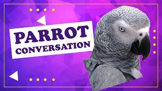 African Grey parrot in conversation with her dad