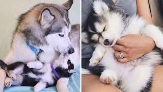 Funny And Cute Husky Puppies Compilation #1