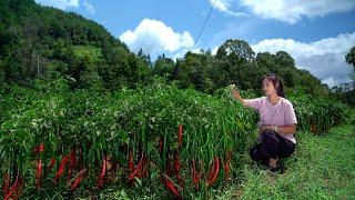 Guizhou Special Chili The Spiciness is Just Right