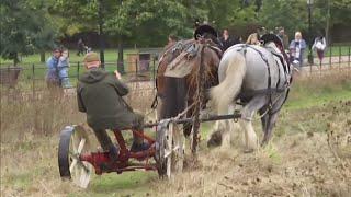 The shire horses still ploughing at Kensington Palace in London deep into the 21st century UK