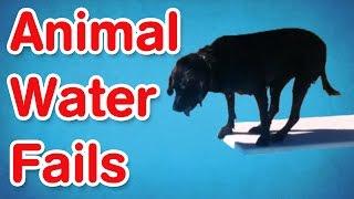 Animal Water Fails  Best of AFV