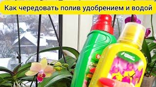 КОГДА ПОЛИВАТЬ орхидеи удобрениями и водой