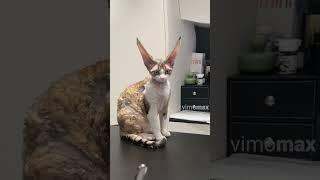 Funny Animals - Cute Cat Videos Happy New Year 2024