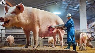 Increíble Proceso De Producción ¿Cómo Procesan Un Cerdo Gigante?  Fábrica De Carne De Cerdo China