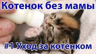 Котёнок без мамы. Уход за котёнком #1  Актуально