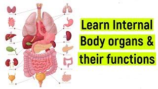 Internal body organs and their functions  Internal body parts  #diyasfunplay