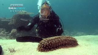 Seaview Science Video Sea Cucumbers