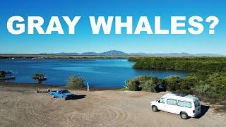 Searching for GIANTS - Gray whales in Baja California