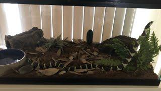 California Kingsnake NEW ENCLOSURE + SETUP