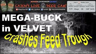 Big Buck Crashes the Feed Trough on Cajuns Live Deer Cam - In Memory of My Mom and Dad