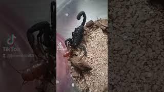 H.Gen #scorpion #venough #cockroach #danger #food #feeding #yum #yummy