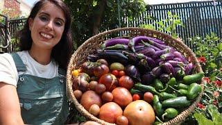 Harvesting the First Tomatoes of the Season  NYC Urban Garden