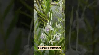 Bunga Anggrek Dendrobium Antennatum ● Species Orchid from Papua