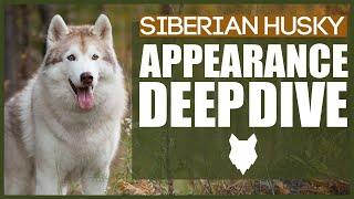 SIBERIAN HUSKY APPEARANCE DEEPDIVE