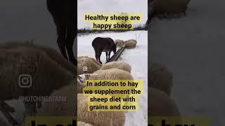 Grain and corn supplement the sheep diet of hay to keep them healthy #sheepfarm #donkey