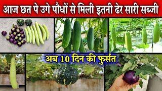 खेत नहीं छत पे उगाता हूँ ये सारी सब्जियां  Todays Garden Harvesting - August Vegetable Garden Tour