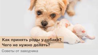 Собачьи роды как принимать роды у собаки?  Чего не нужно делать?  Процесс рождения щенков