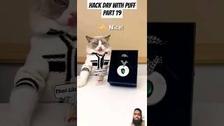 Hack day with Puff part 19 #whatshouldpuffdo #thatlittlepuff #puffknowsbetter #catsofyoutube #pets