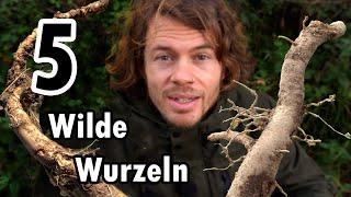 5 Wildpflanzen Wurzeln als Gemüse Gewürz und Medizin