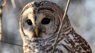 Barred Owl Calls  Barred Owl Sound Effects  Barred Owl Noises  Owl Sounds at Night  No Music
