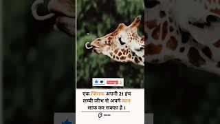 amazing facts  facts  interesting facts  #shorts #shortvideo  #short #animals #viral  #1k