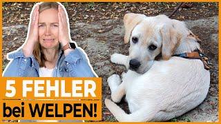 Welpen erziehen I 5 häufige Fehler die HundebesitzerInnen bei der Welpenerziehung machen