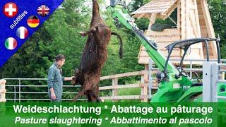 Weideschlachtung - Eine Schlachtmethode für mehr Schutz und weniger Stress für die Tiere Mai 2015