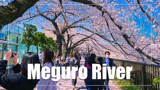 4K TOKYO WALK Meguro River Cherry Blossoms 2021