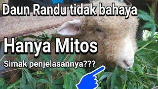 Daun randu Pakan kambing dan domba aman