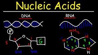 Nucleic Acids - RNA and DNA Structure - Biochemistry