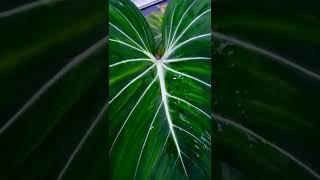 philodendron 