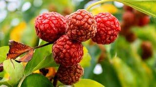 Top 10 Cold Hardy Fruit Trees Every Gardener Should Grow