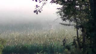 WILD UND HUND Vergessenes Hirschparadies 4 - Brunftjagd in Südungarn